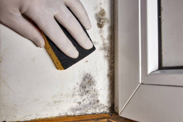 Best Biohazard Mold Removal  in Milan, TN